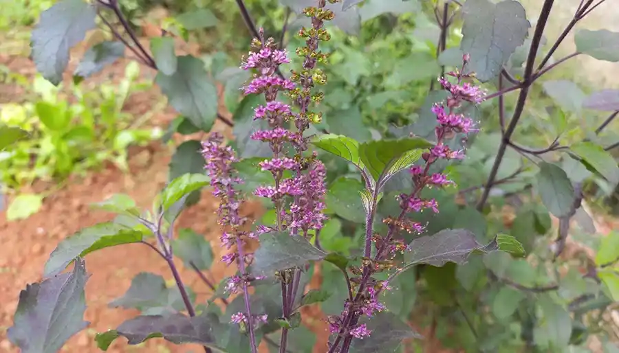 Health Benefits of Tulsi